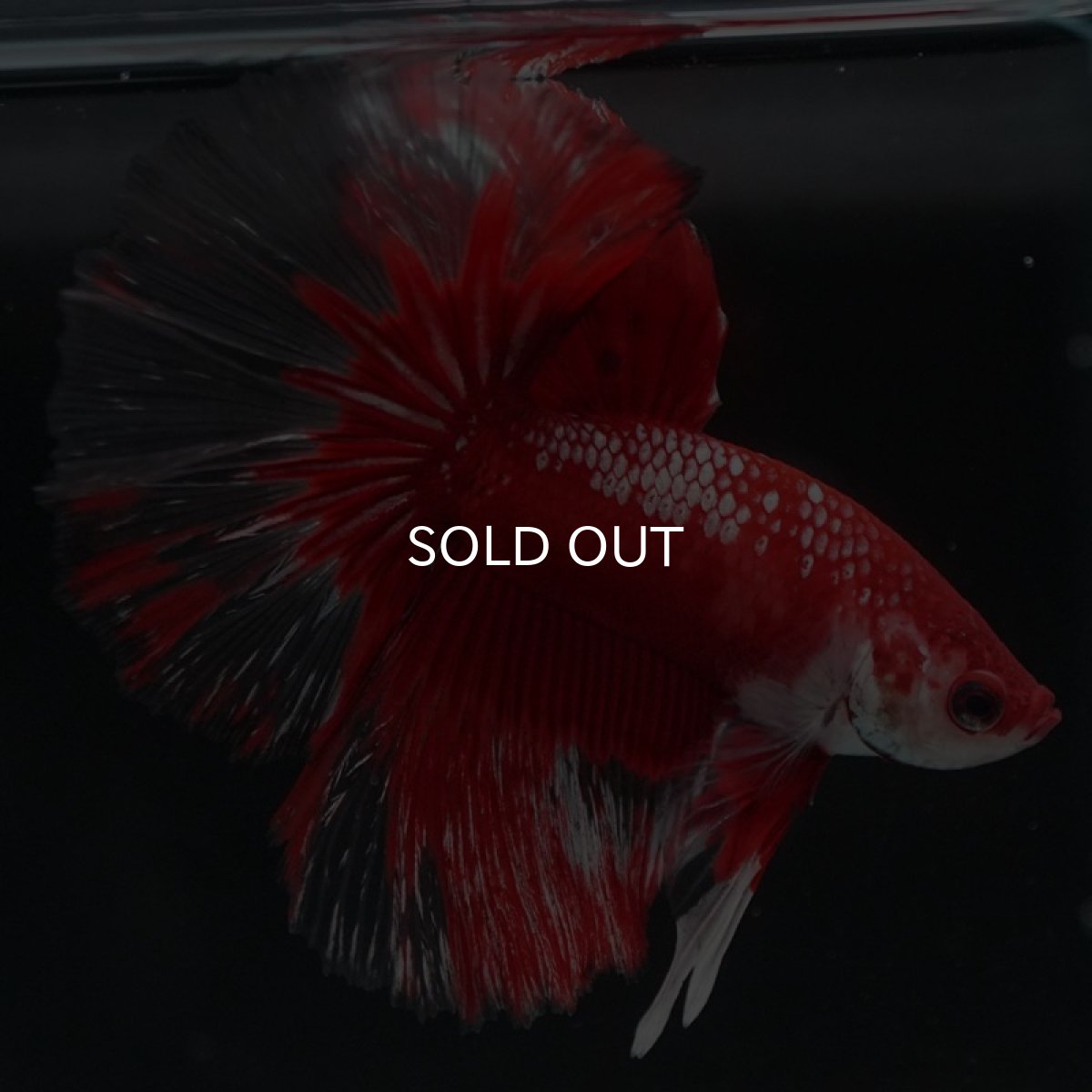 画像9: HM　レッドギャラクシー (9)