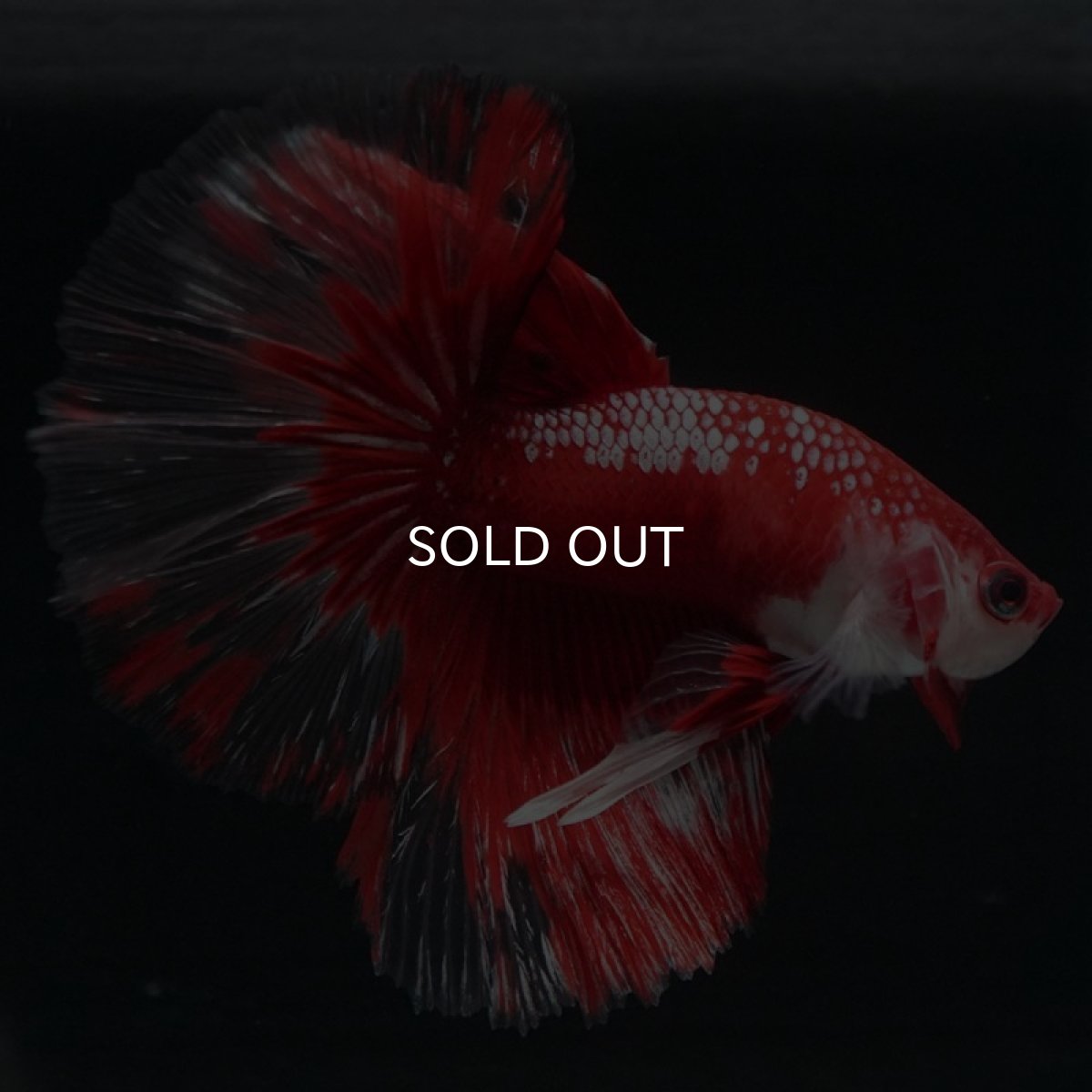 画像6: HM　レッドギャラクシー (6)