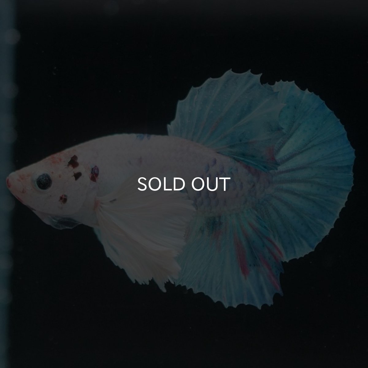 画像3: HMPKダンボ ホワイトファンシー (3)