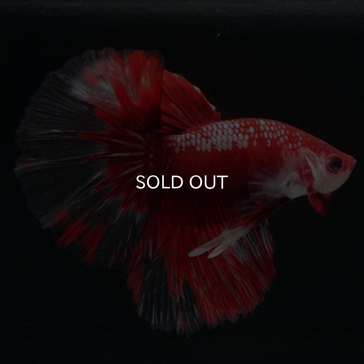 画像3: HM　レッドギャラクシー (3)