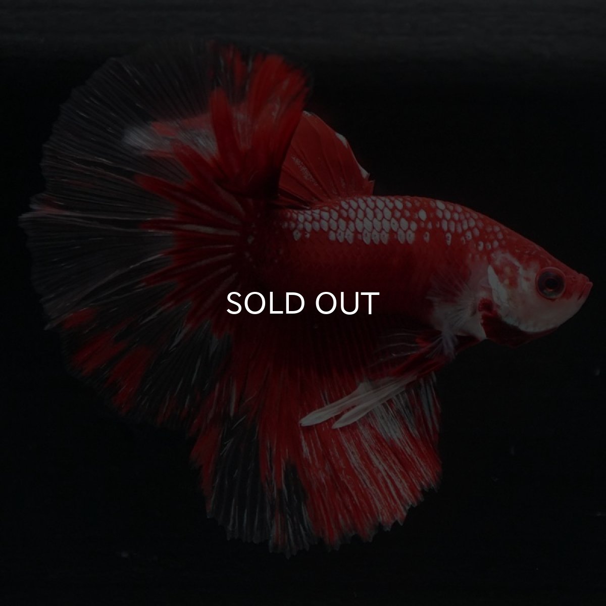 画像4: HM　レッドギャラクシー (4)