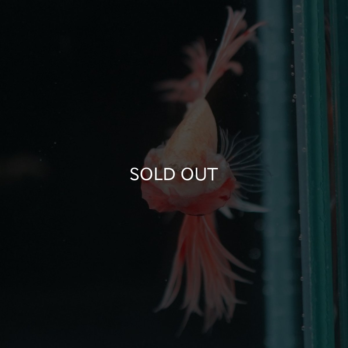 画像5: CT アルマゲドン (5)