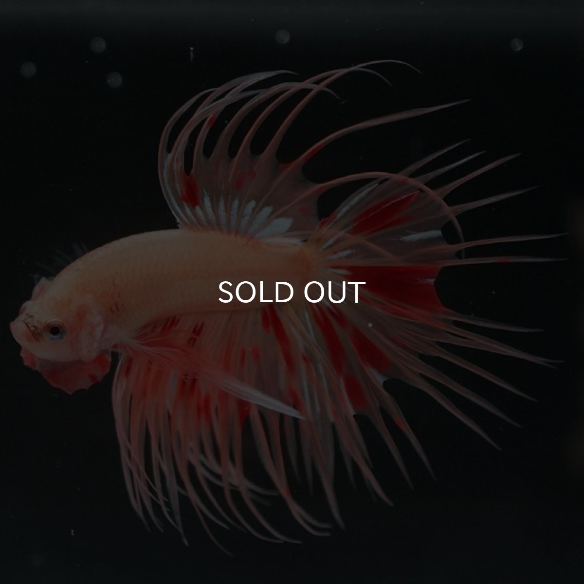 画像3: CT アルマゲドン (3)