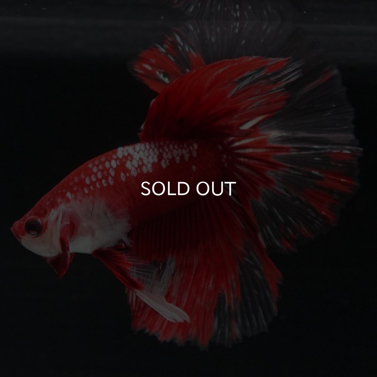 画像2: HM　レッドギャラクシー (2)