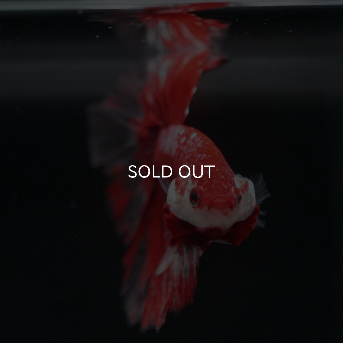 画像5: HM　レッドギャラクシー (5)