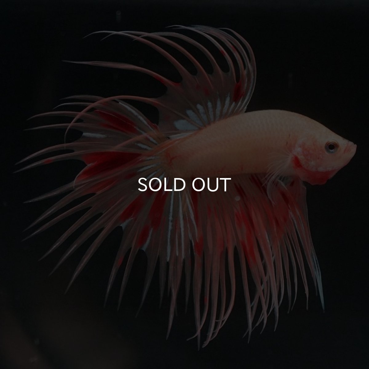 画像4: CT アルマゲドン (4)