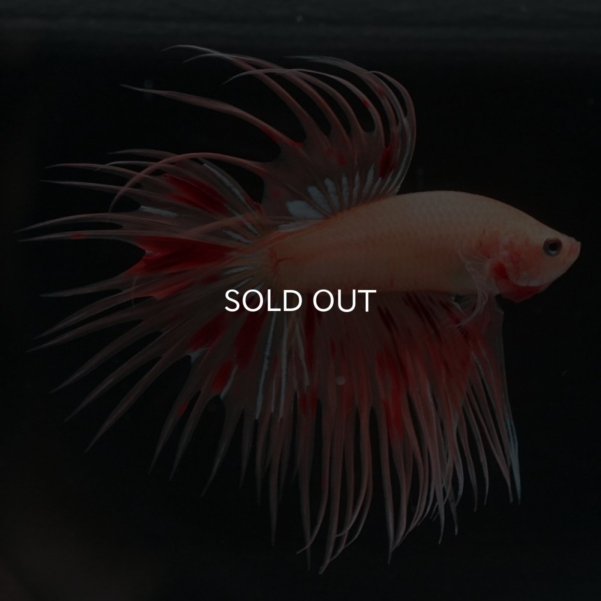 画像2: CT アルマゲドン (2)