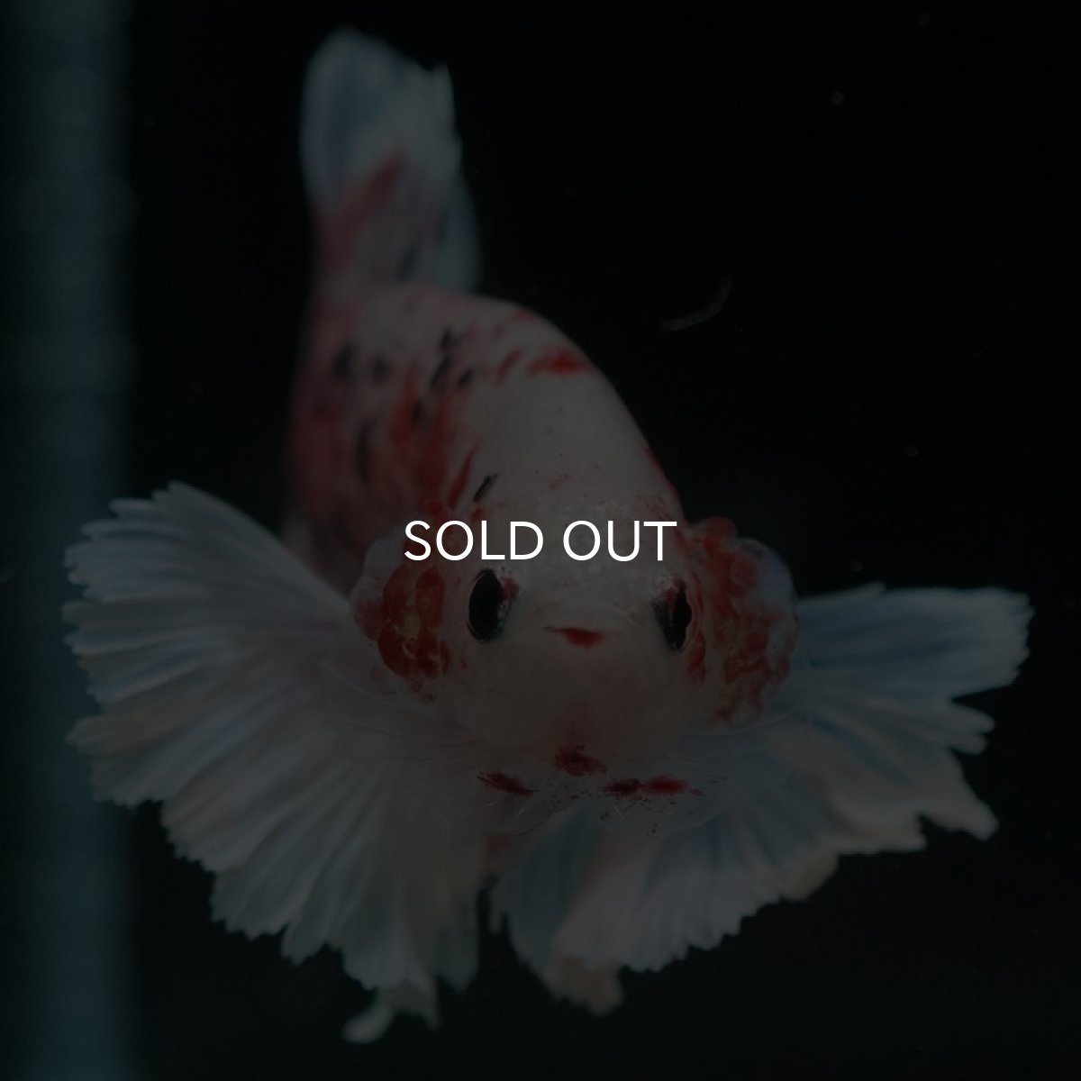 画像3: HMPKダンボ　ファンシー (3)