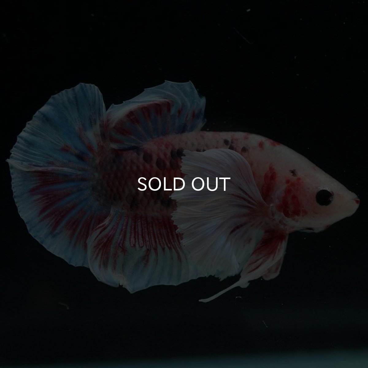 画像10: HMPKダンボ　ファンシー (10)