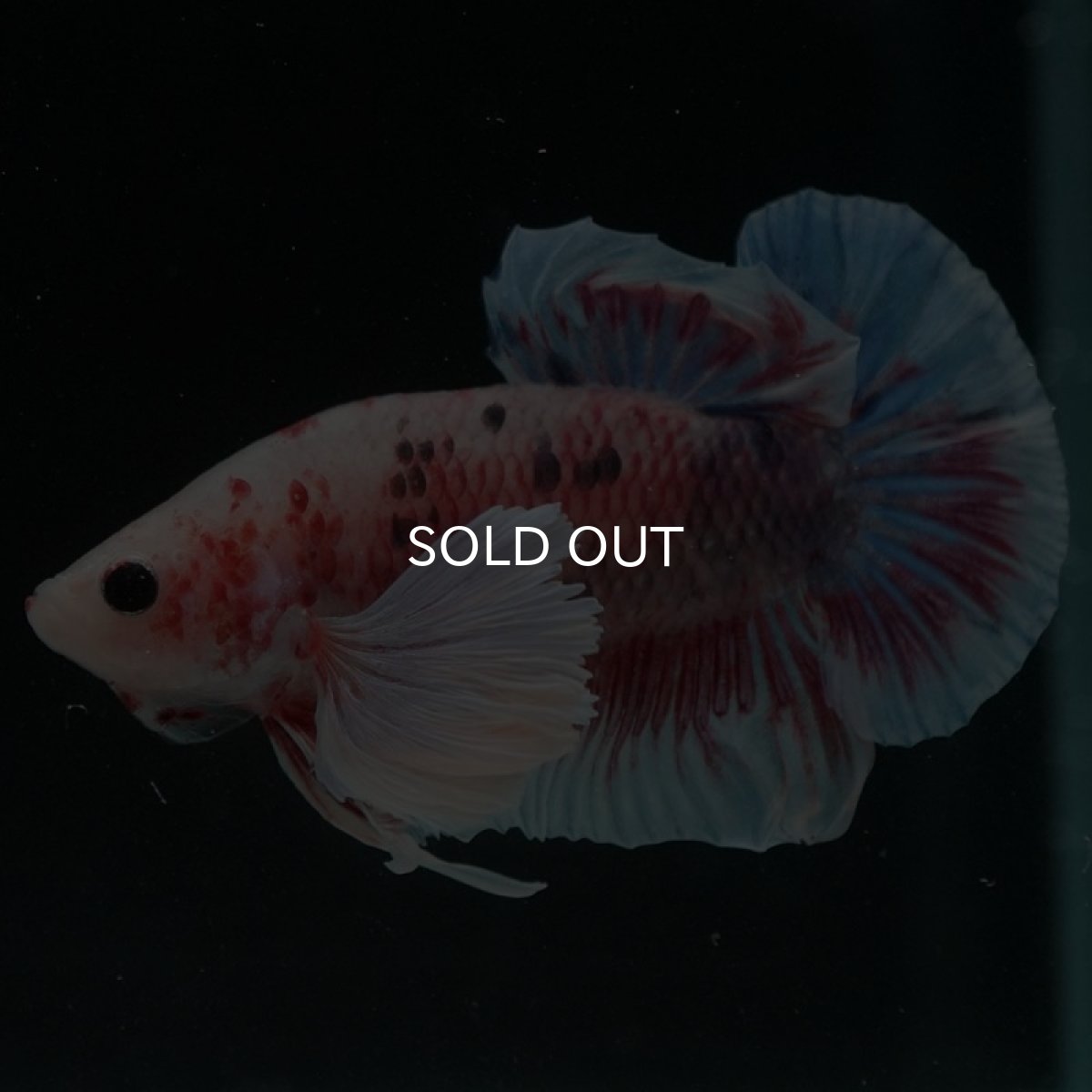 画像2: HMPKダンボ　ファンシー (2)