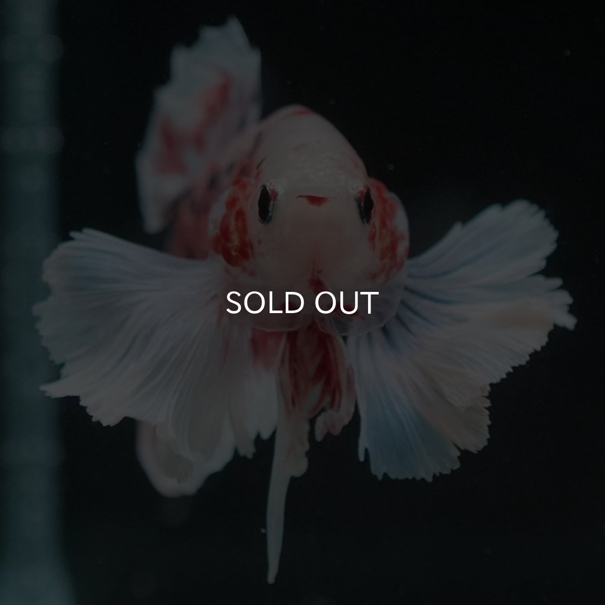 画像9: HMPKダンボ　ファンシー (9)