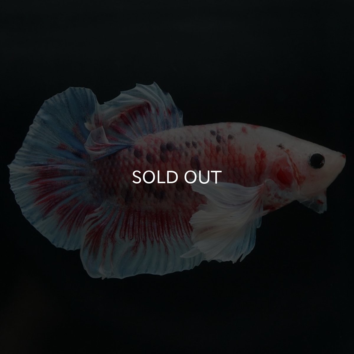 画像8: HMPKダンボ　ファンシー (8)