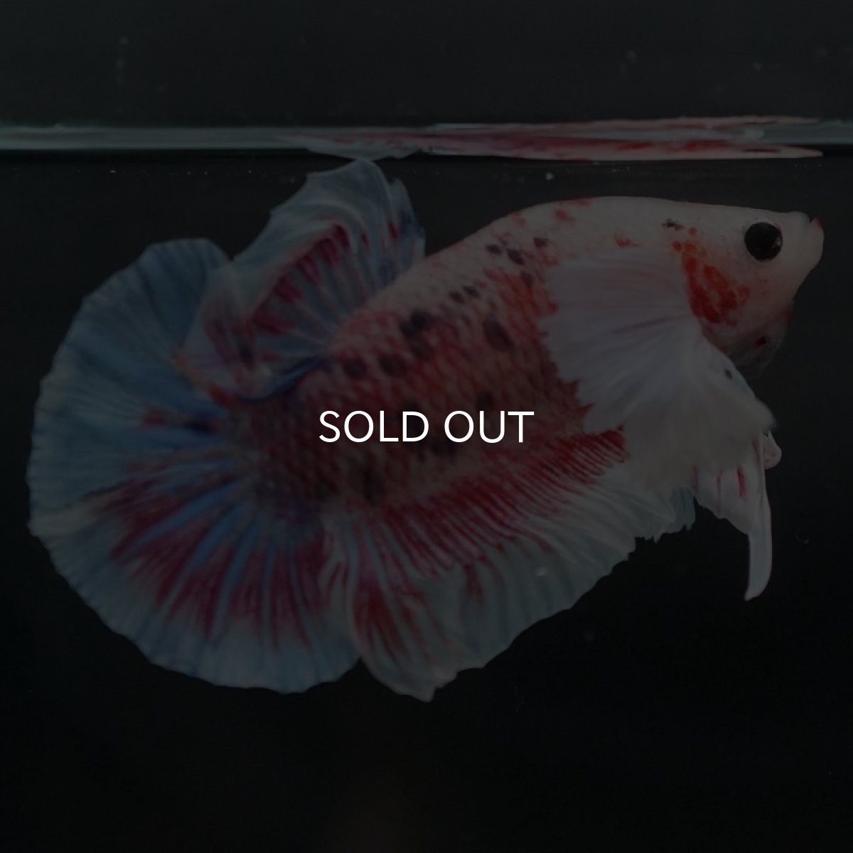 画像6: HMPKダンボ　ファンシー (6)