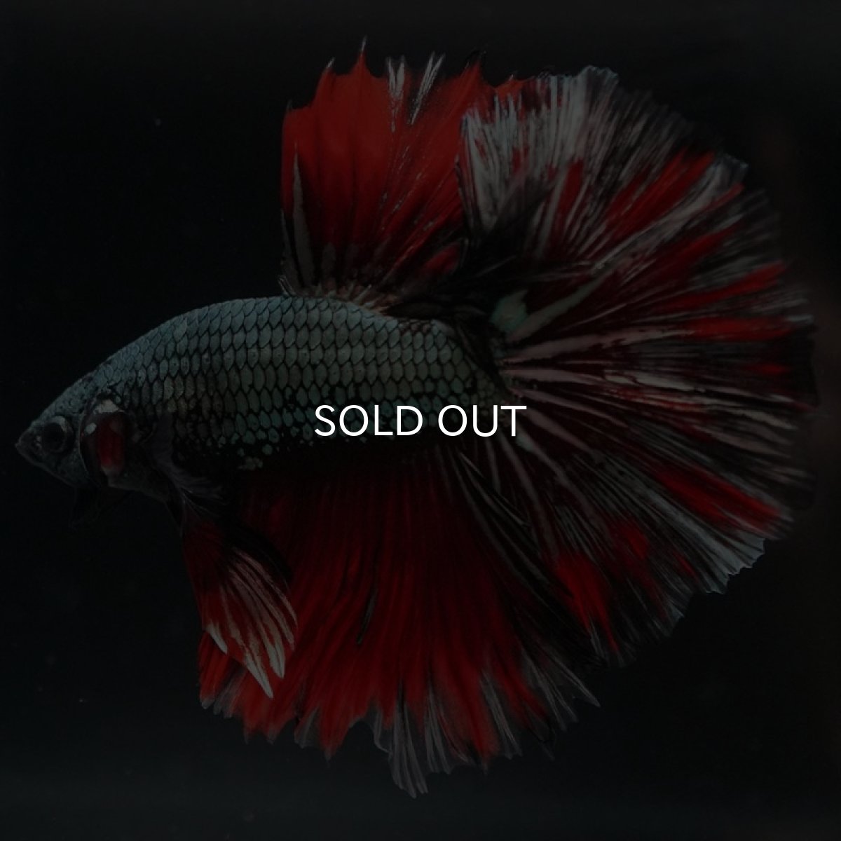 画像7: HM　カッパーレッド　変わり柄 (7)