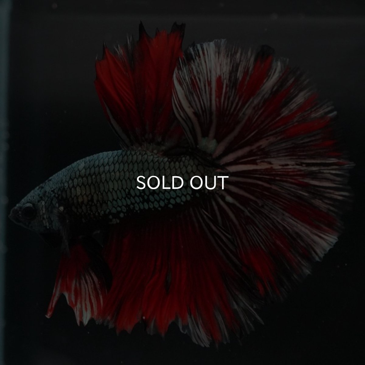 画像2: HM　カッパーレッド　変わり柄 (2)