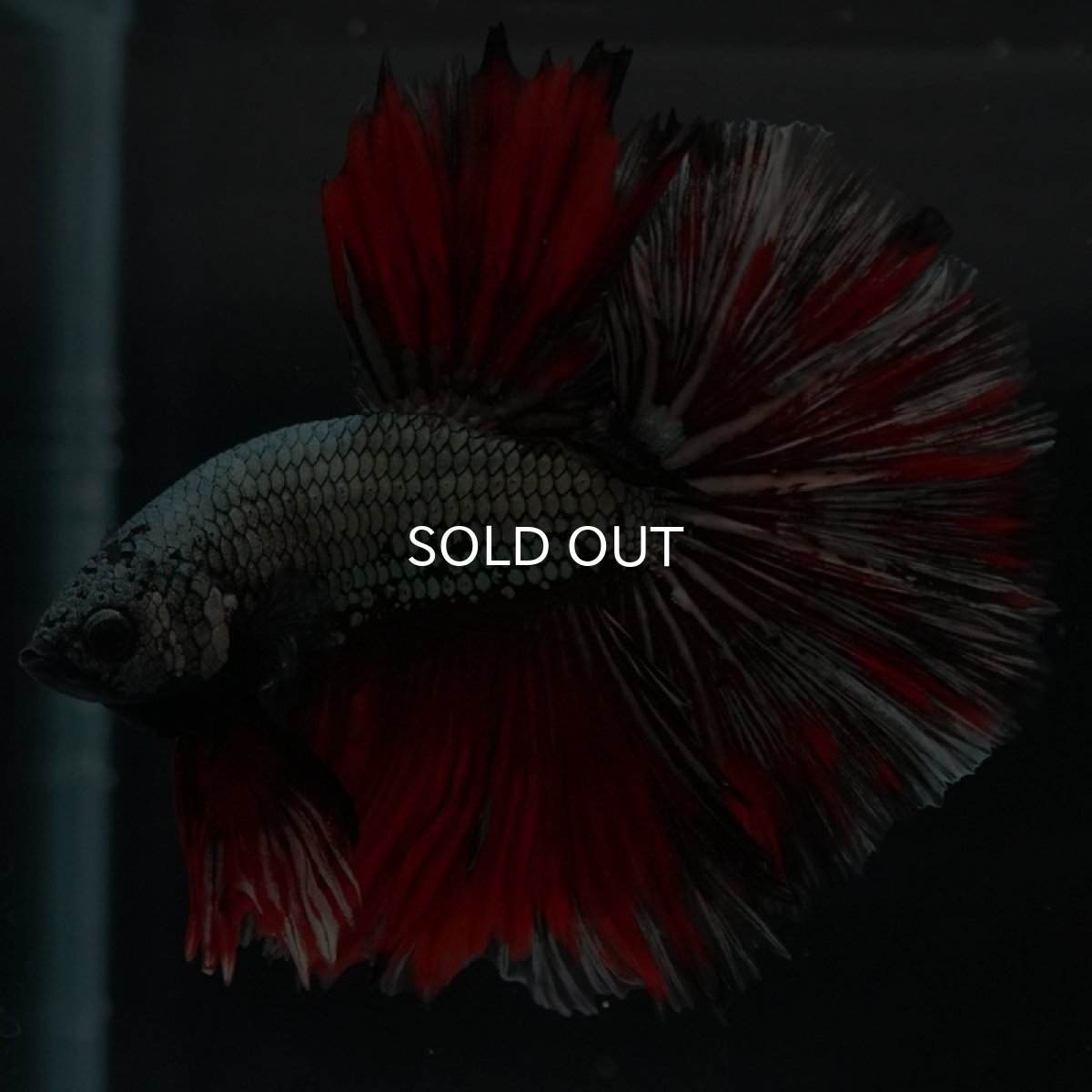 画像4: HM　カッパーレッド　変わり柄 (4)