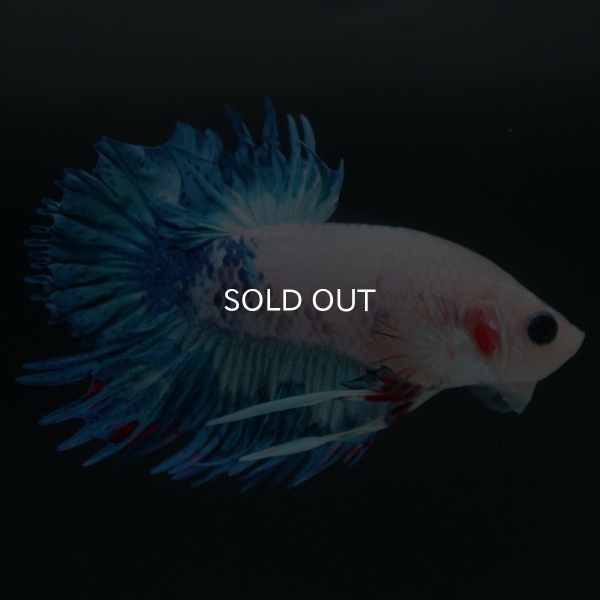 画像8: CTPK ホワイトファンシー (8)