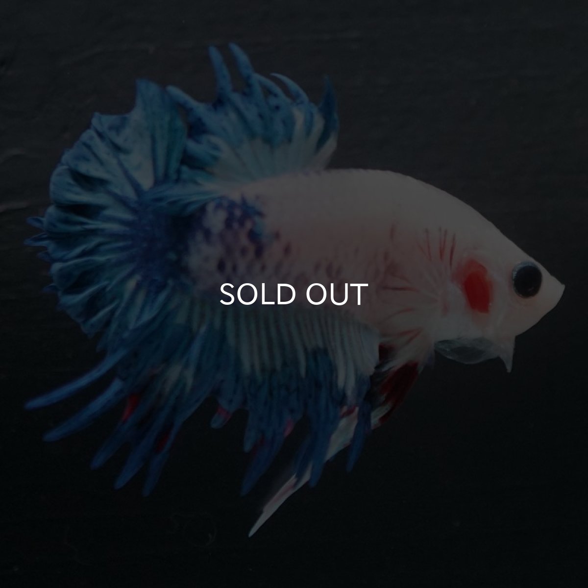 画像7: CTPK ホワイトファンシー (7)