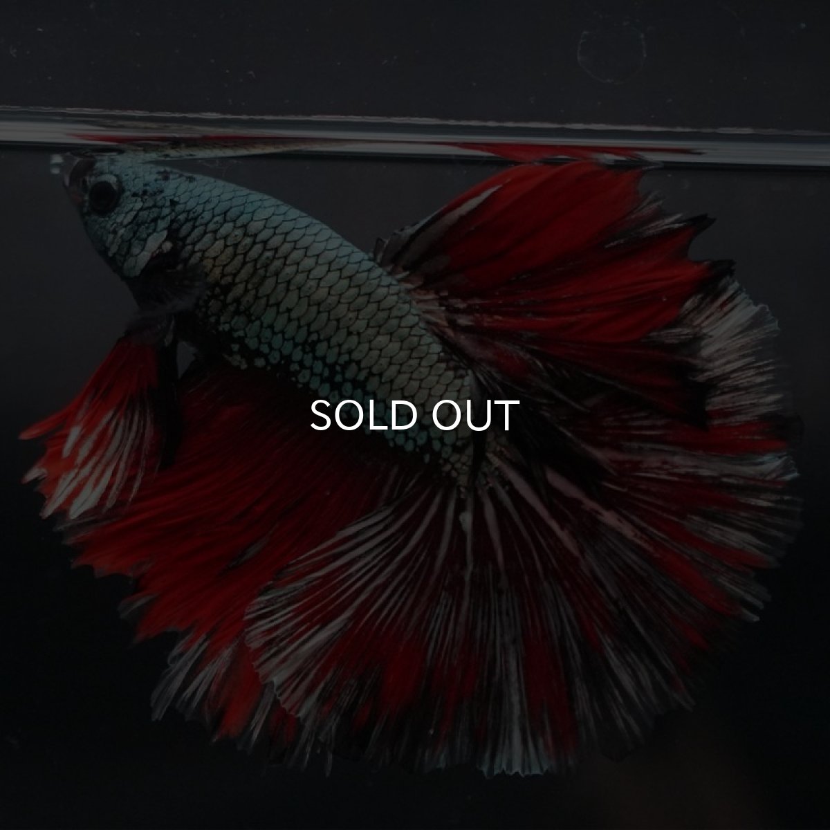 画像6: HM　カッパーレッド　変わり柄 (6)