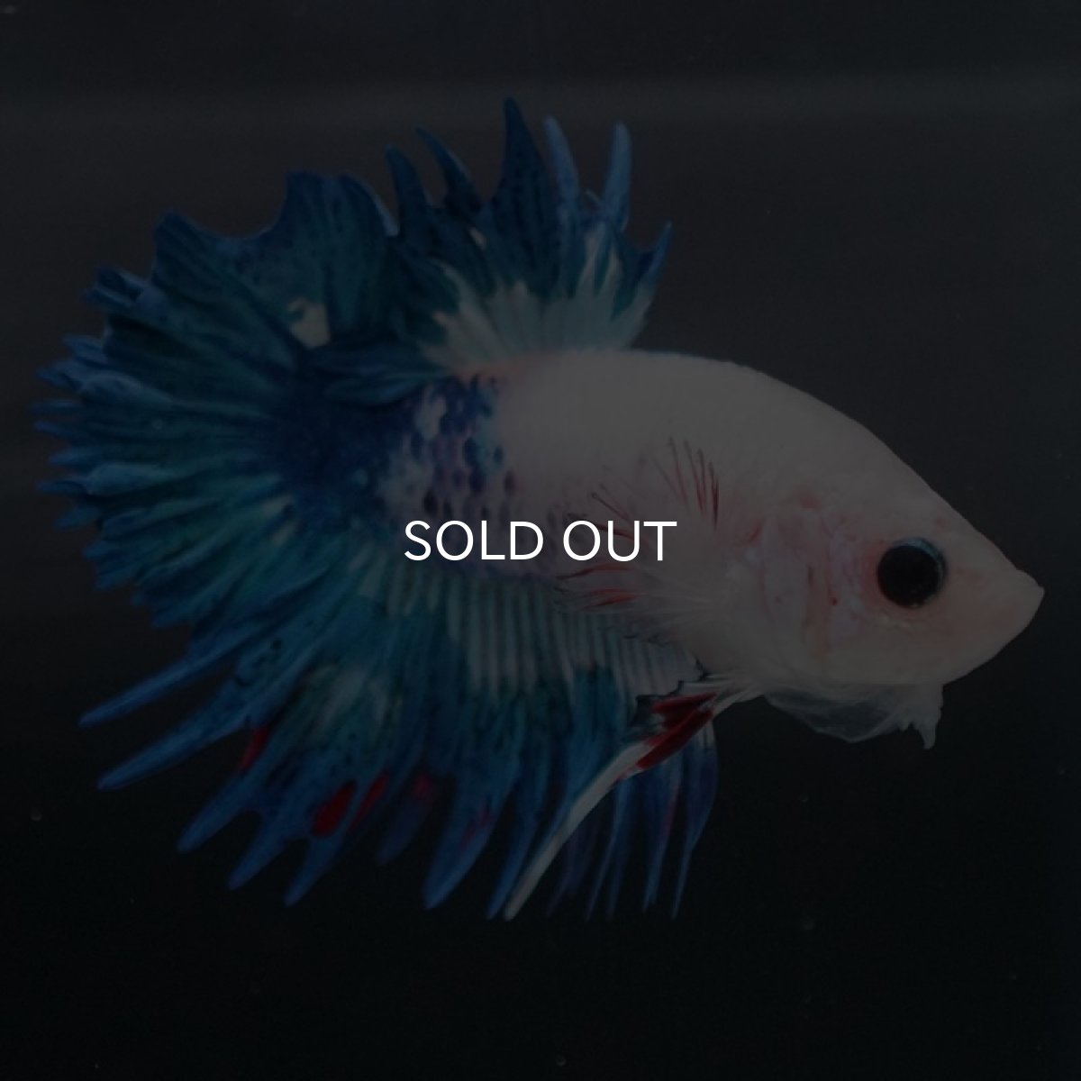 画像5: CTPK ホワイトファンシー (5)