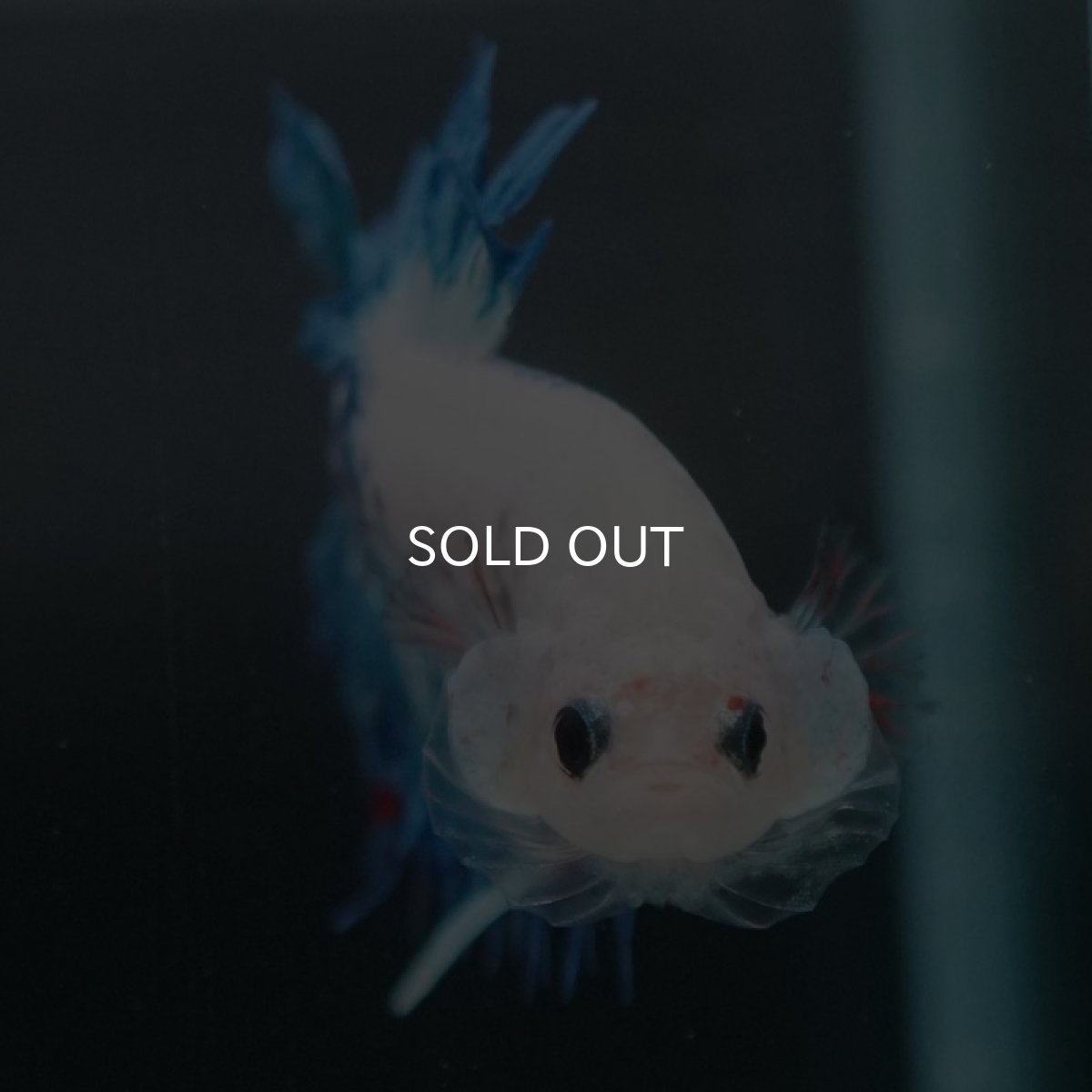 画像4: CTPK ホワイトファンシー (4)