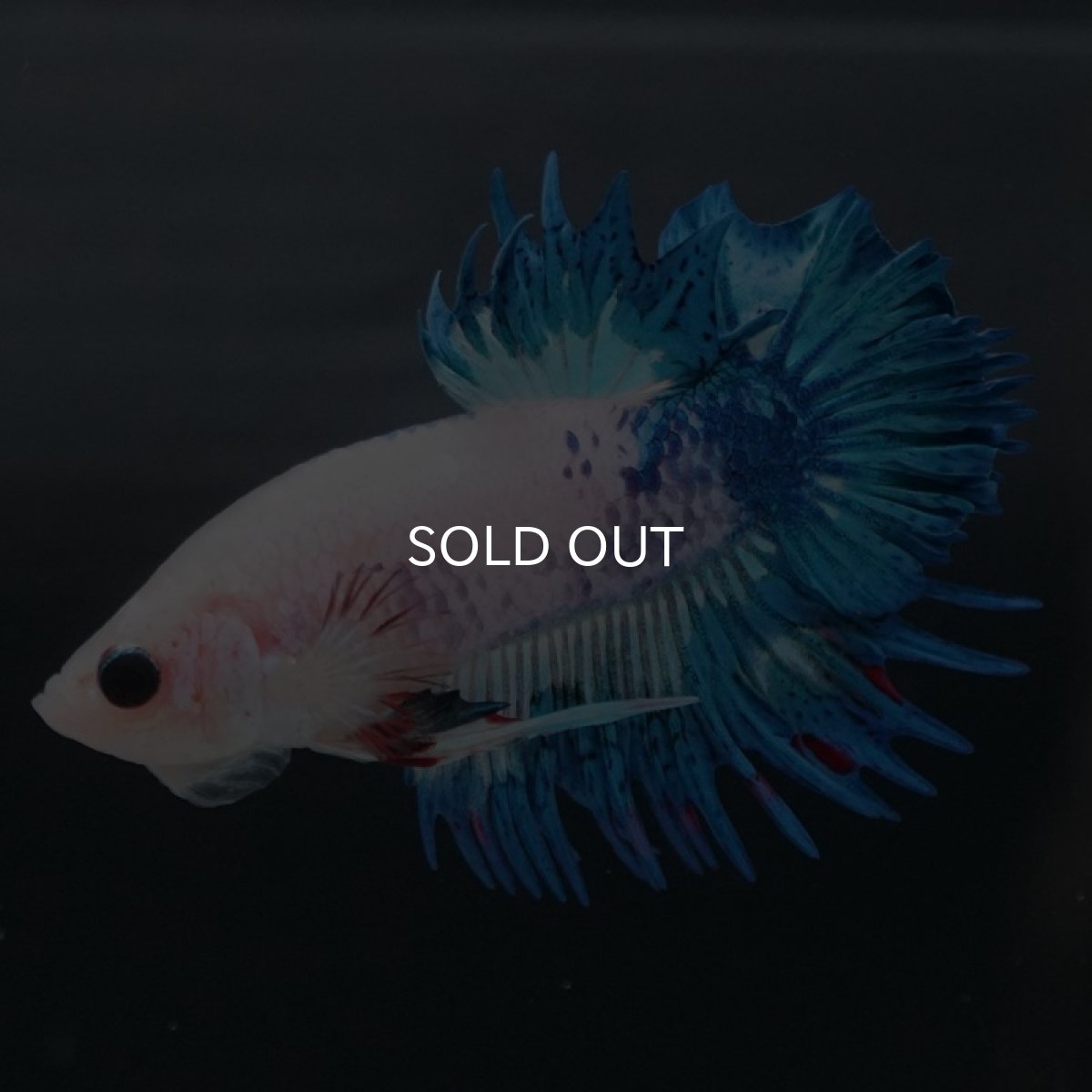 画像3: CTPK ホワイトファンシー (3)