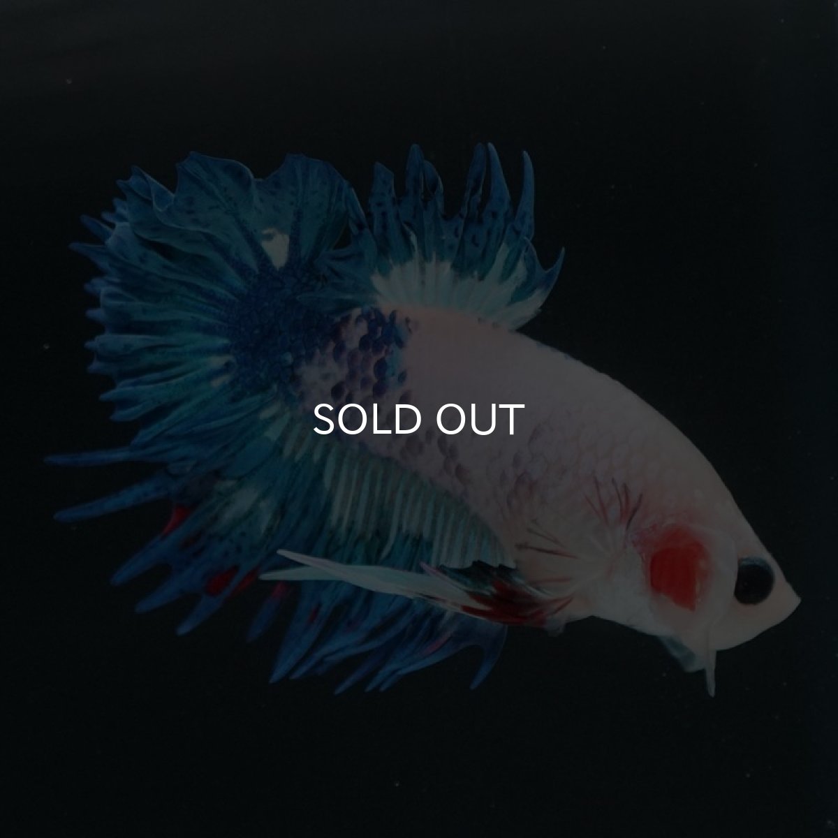 画像2: CTPK ホワイトファンシー (2)