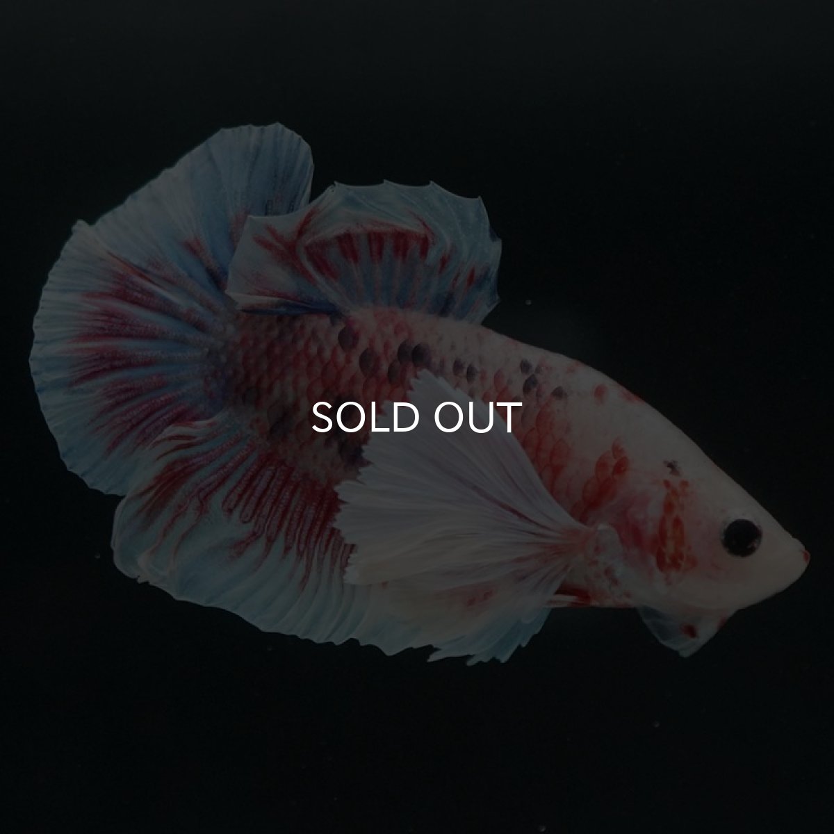 画像4: HMPKダンボ　ファンシー (4)