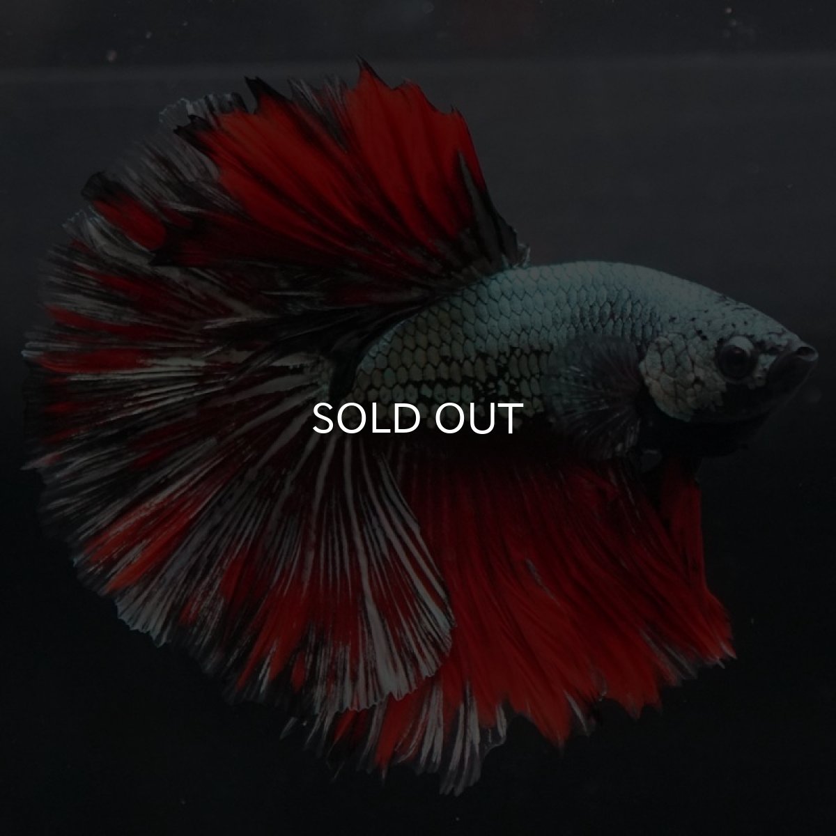 画像3: HM　カッパーレッド　変わり柄 (3)