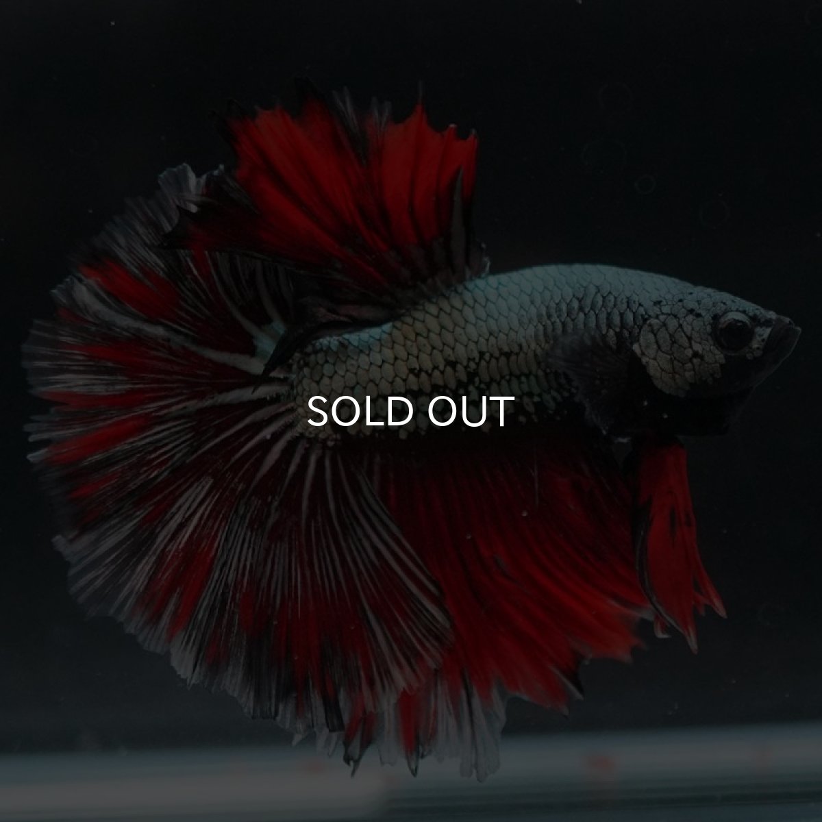 画像5: HM　カッパーレッド　変わり柄 (5)