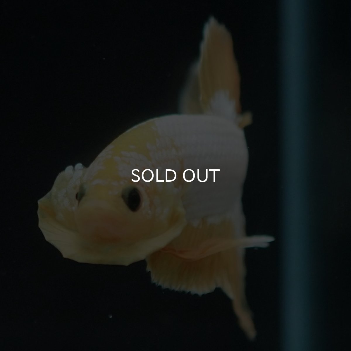 画像5: HMPK　イエローファンシー (5)