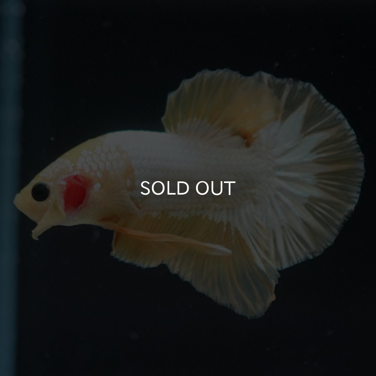 画像3: HMPK　イエローファンシー (3)