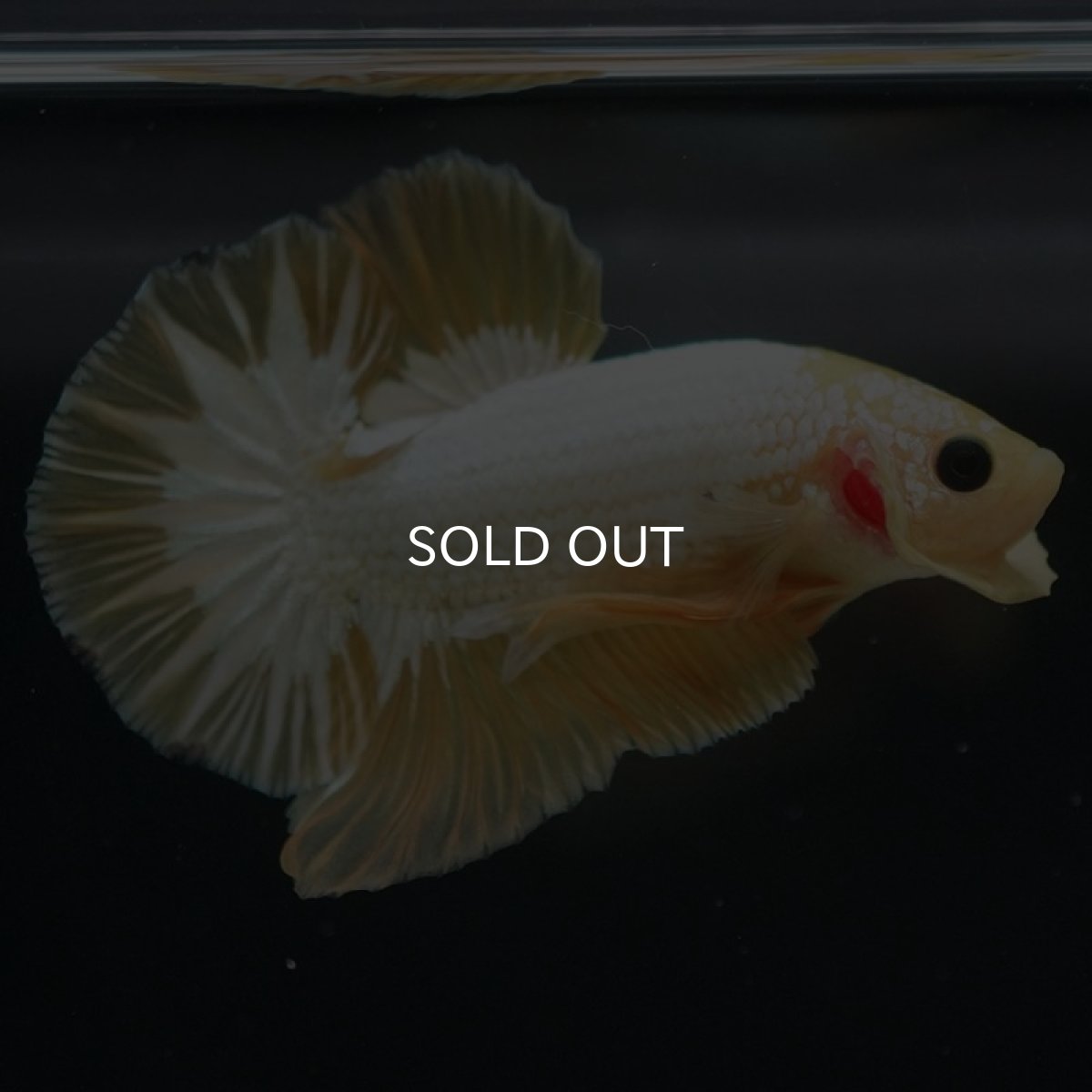 画像2: HMPK　イエローファンシー (2)