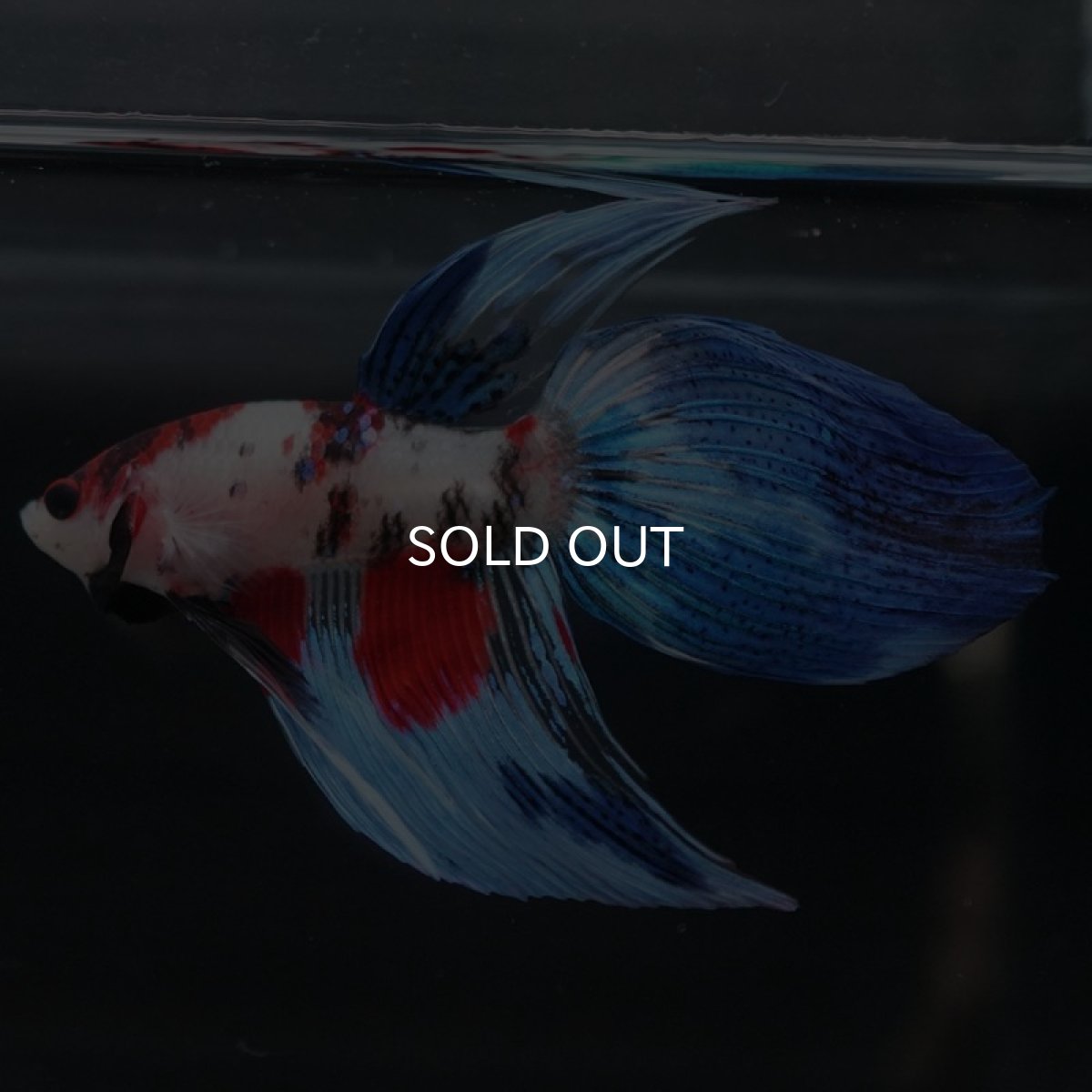 画像8: VT 鯉 (8)