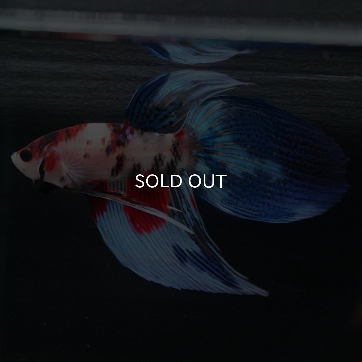 画像4: VT 鯉 (4)