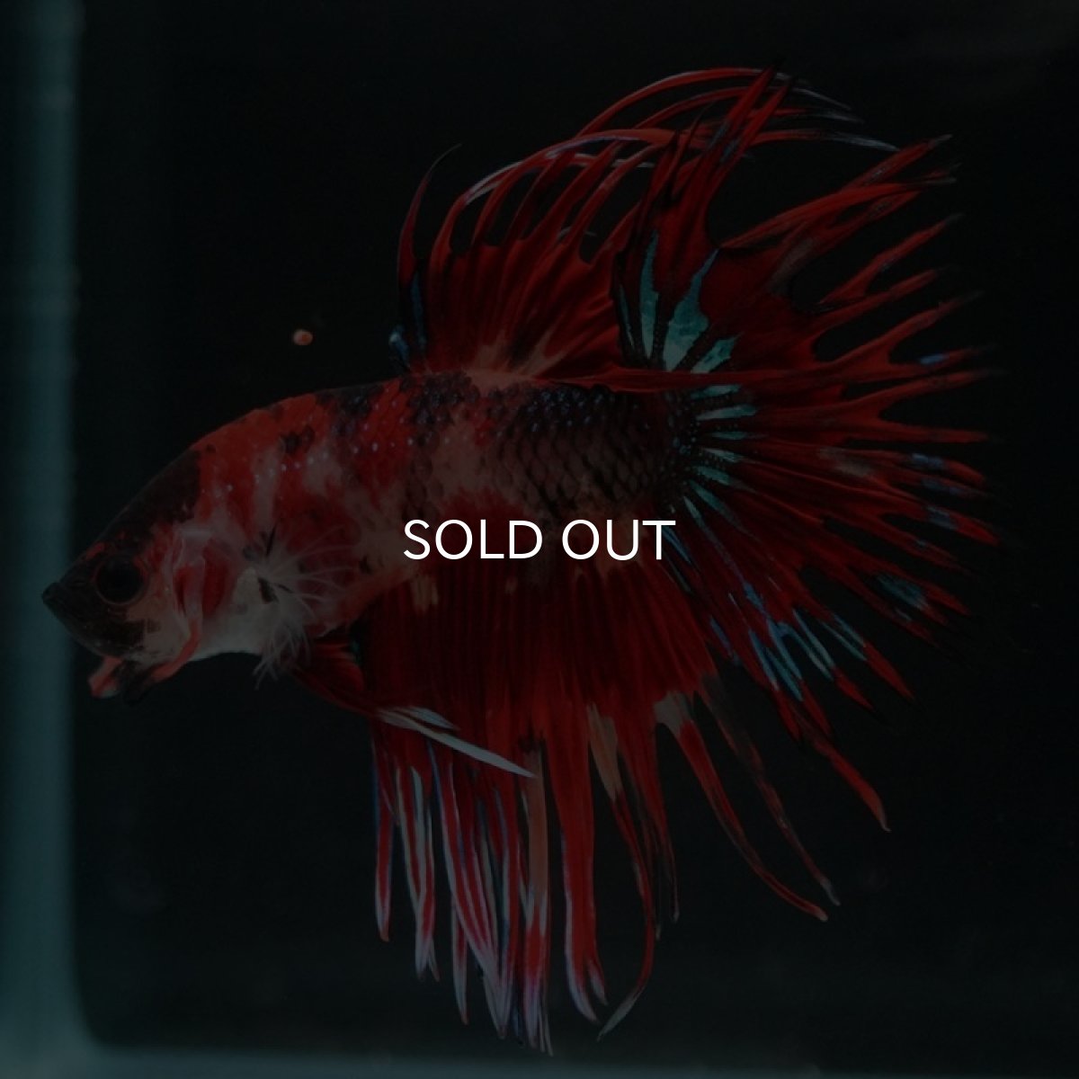 画像8: CT ファンシーレッド (8)