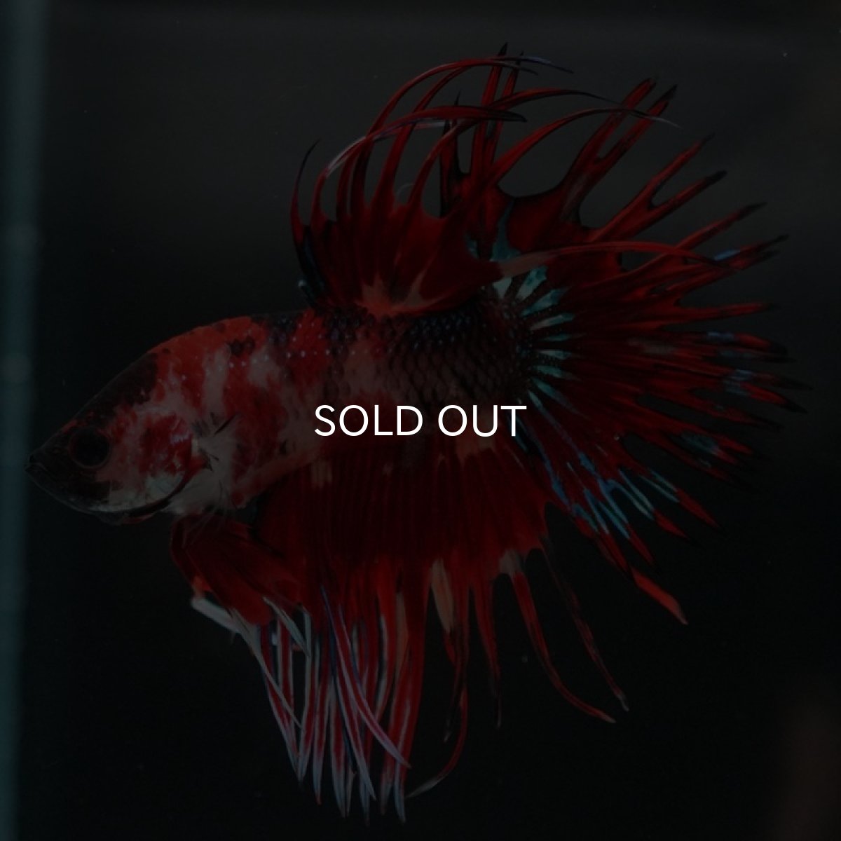 画像7: CT ファンシーレッド (7)