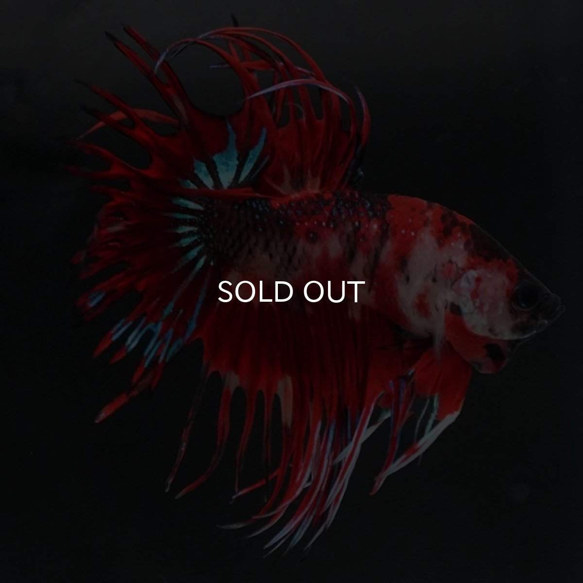 画像6: CT ファンシーレッド (6)