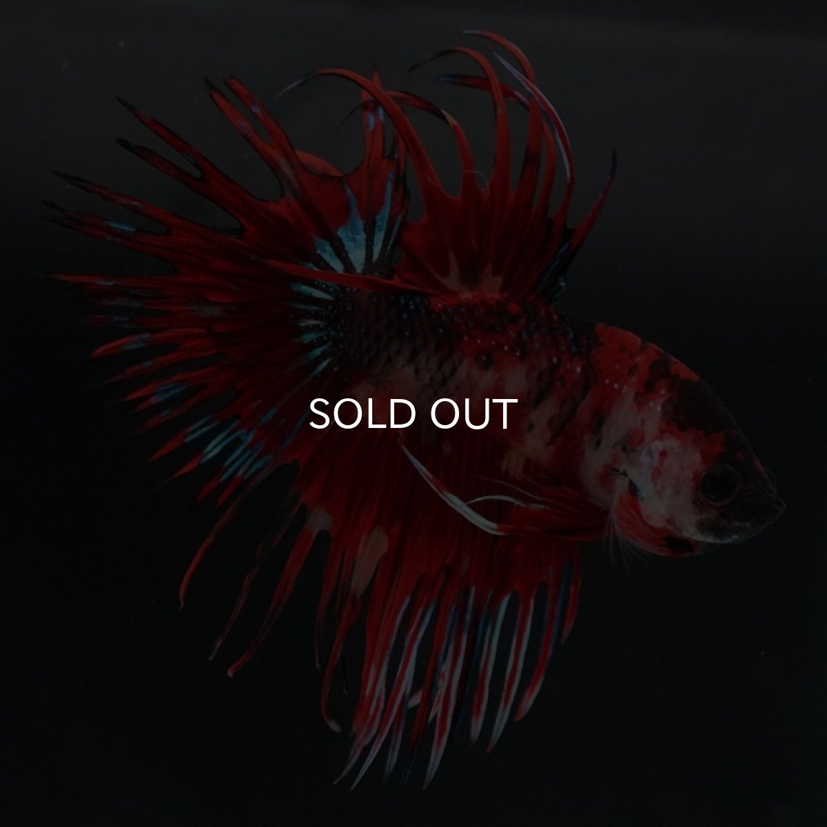 画像2: CT ファンシーレッド (2)