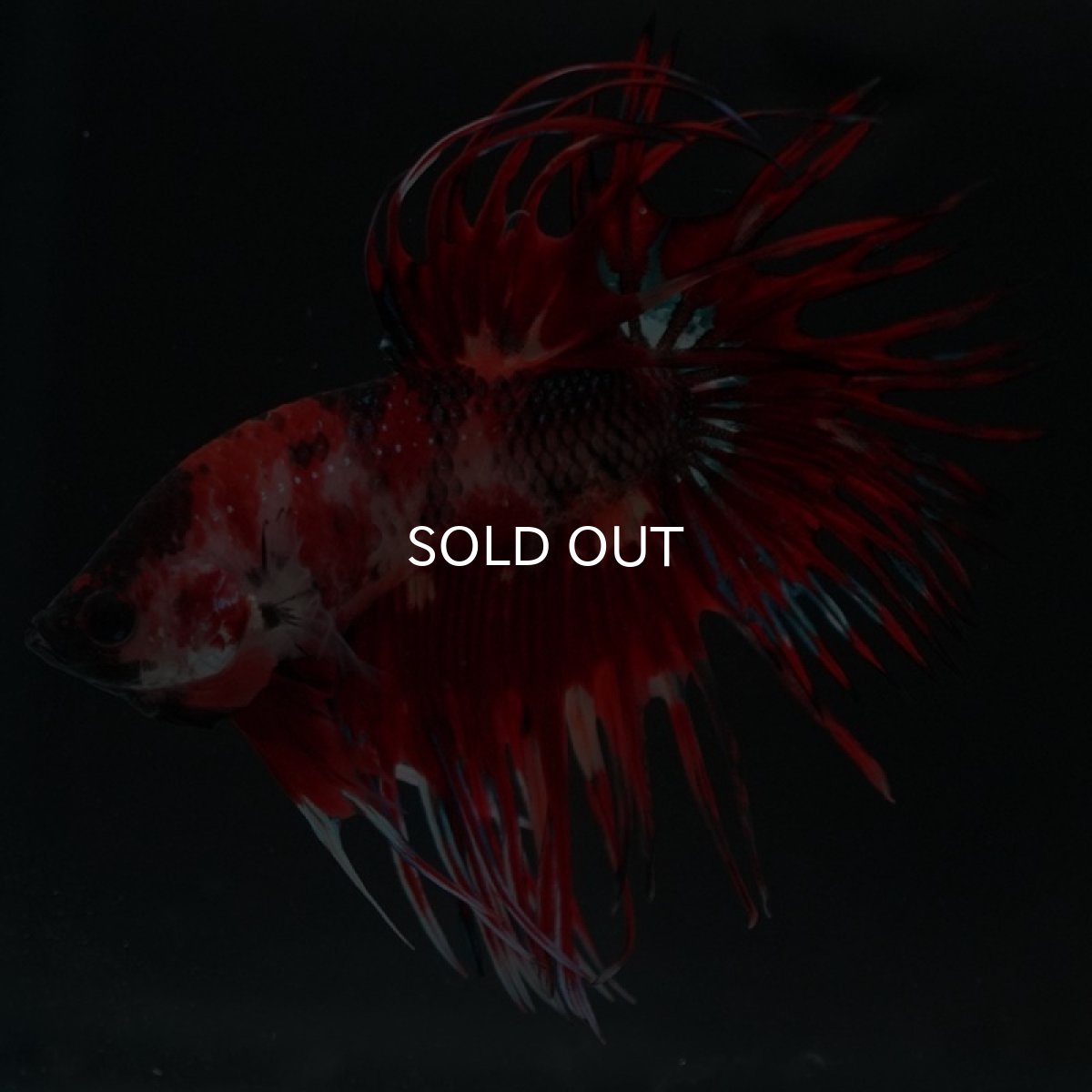 画像5: CT ファンシーレッド (5)