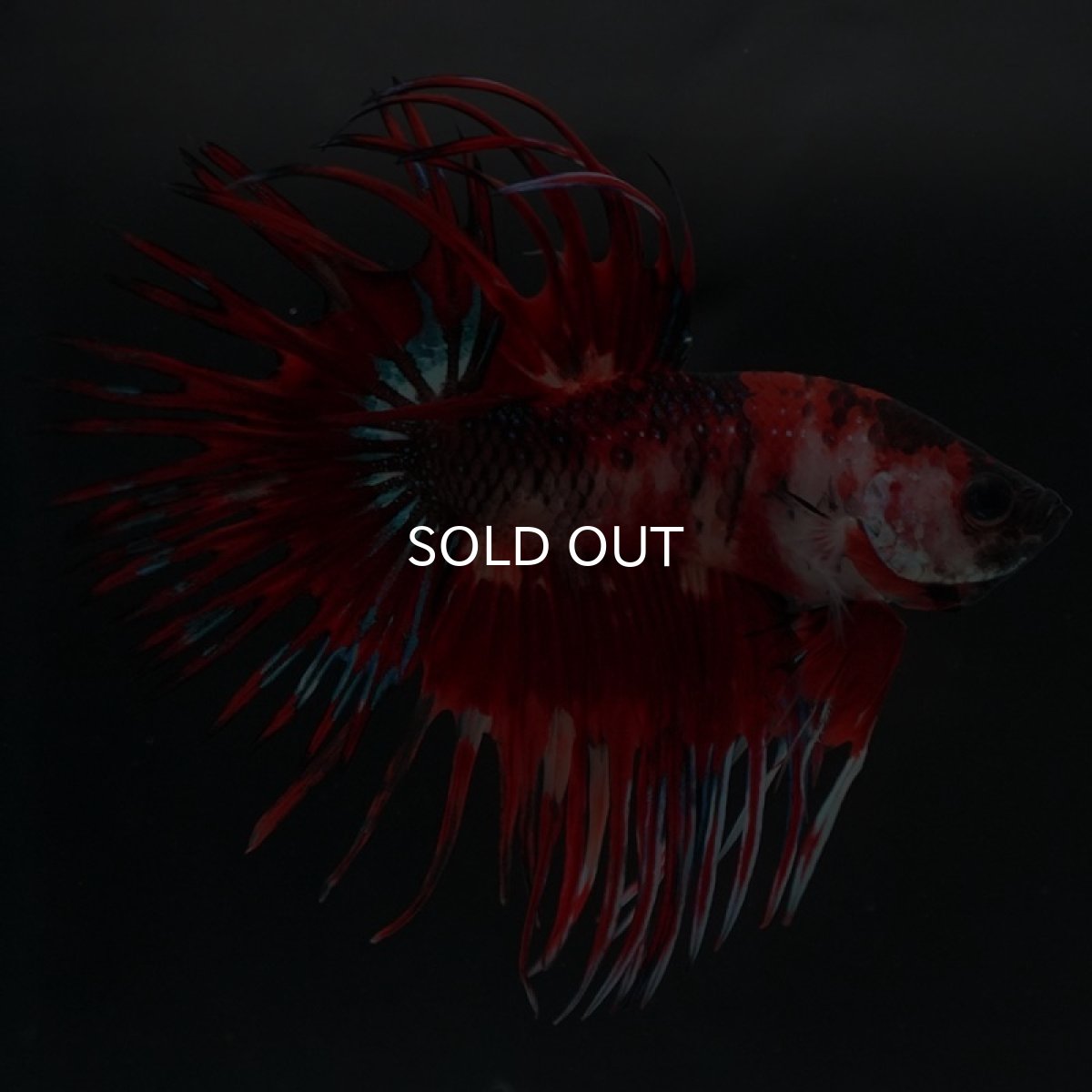 画像4: CT ファンシーレッド (4)