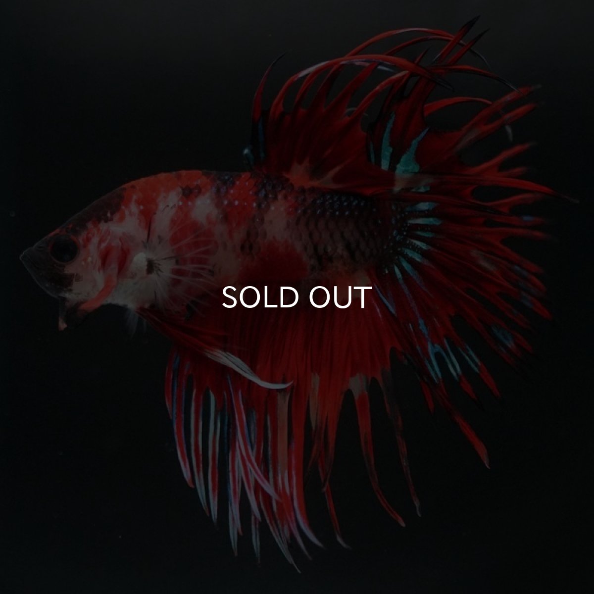 画像3: CT ファンシーレッド (3)