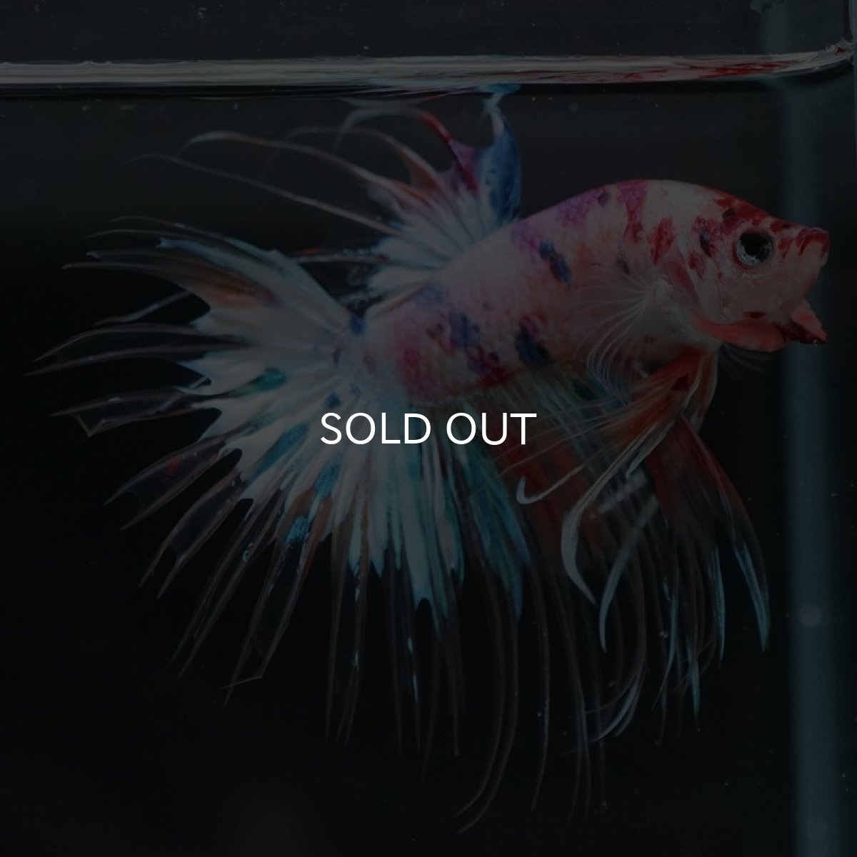 画像12: CT キャンディレインボー (12)