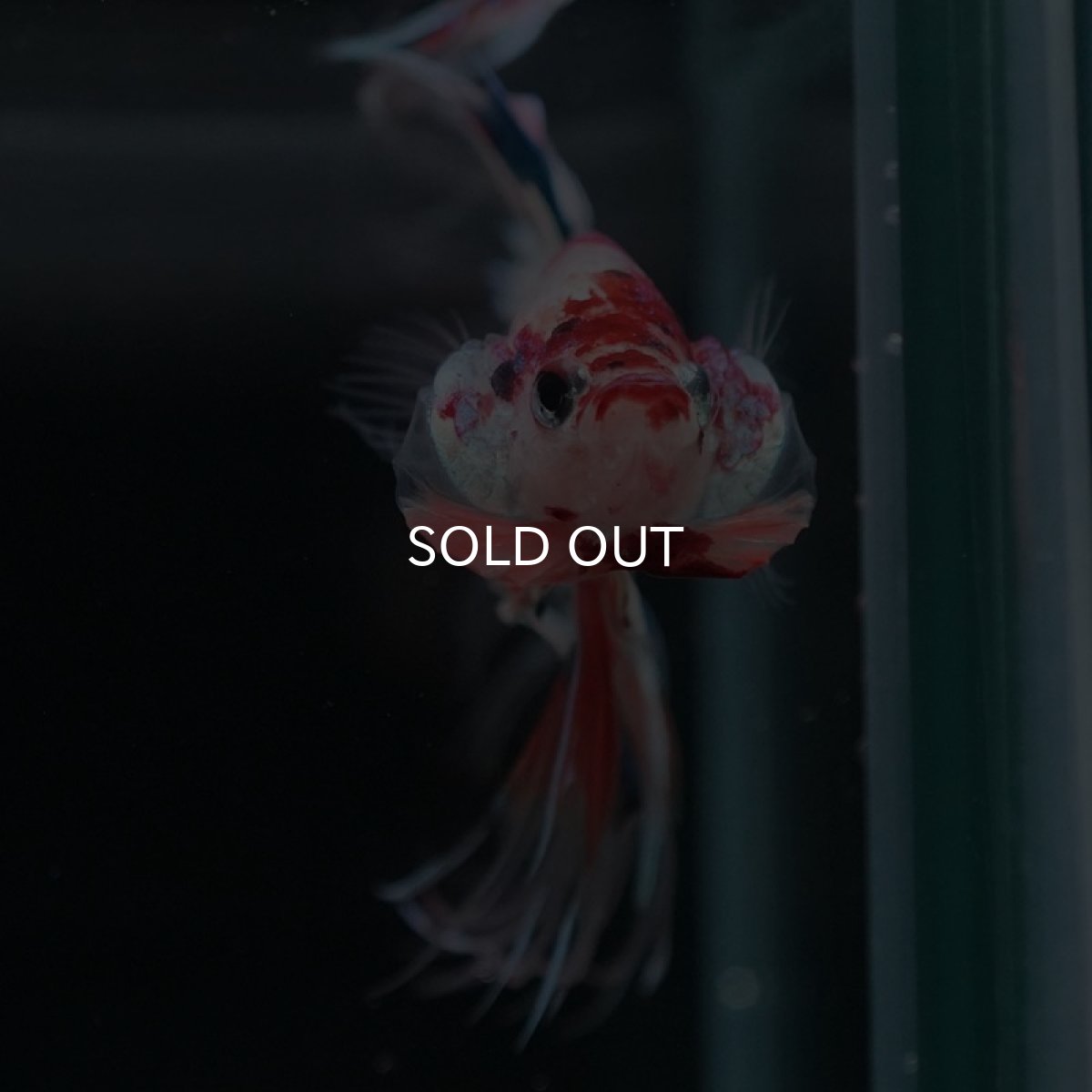 画像11: CT キャンディレインボー (11)