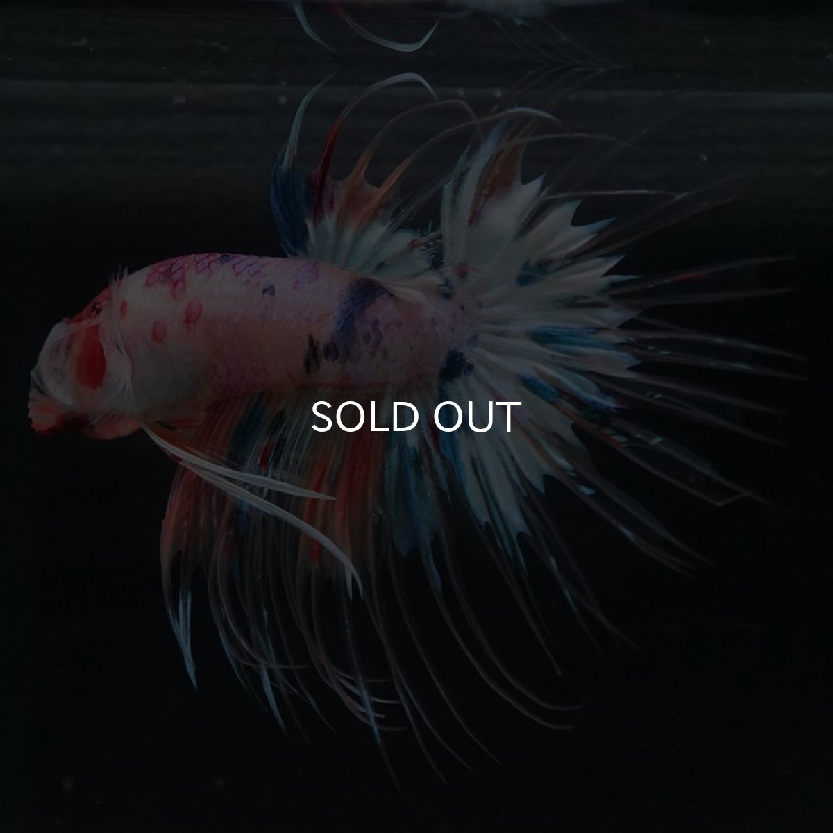 画像10: CT キャンディレインボー (10)