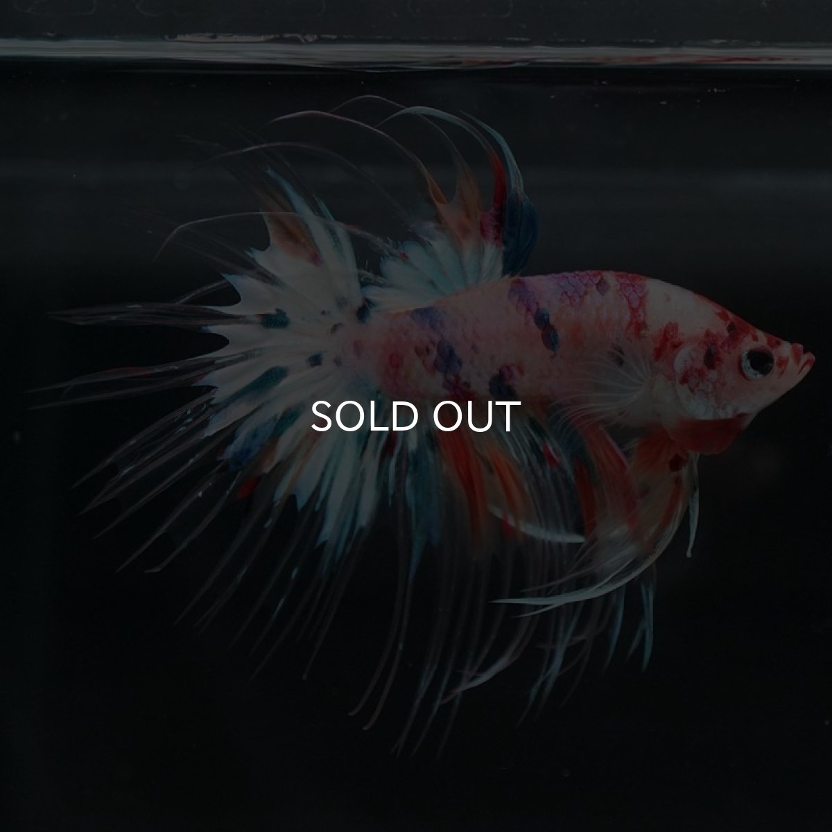 画像5: CT キャンディレインボー (5)