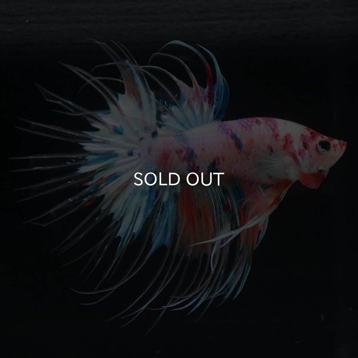 画像9: CT キャンディレインボー (9)