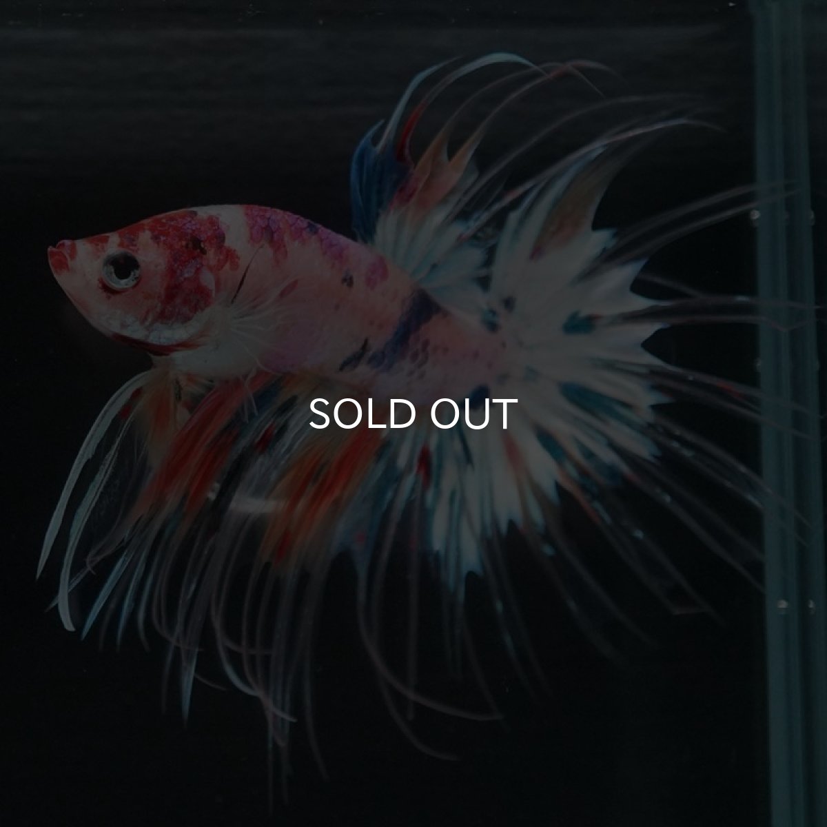 画像8: CT キャンディレインボー (8)