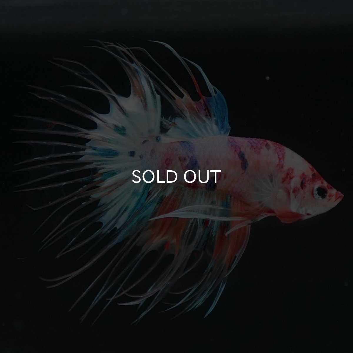 画像7: CT キャンディレインボー (7)