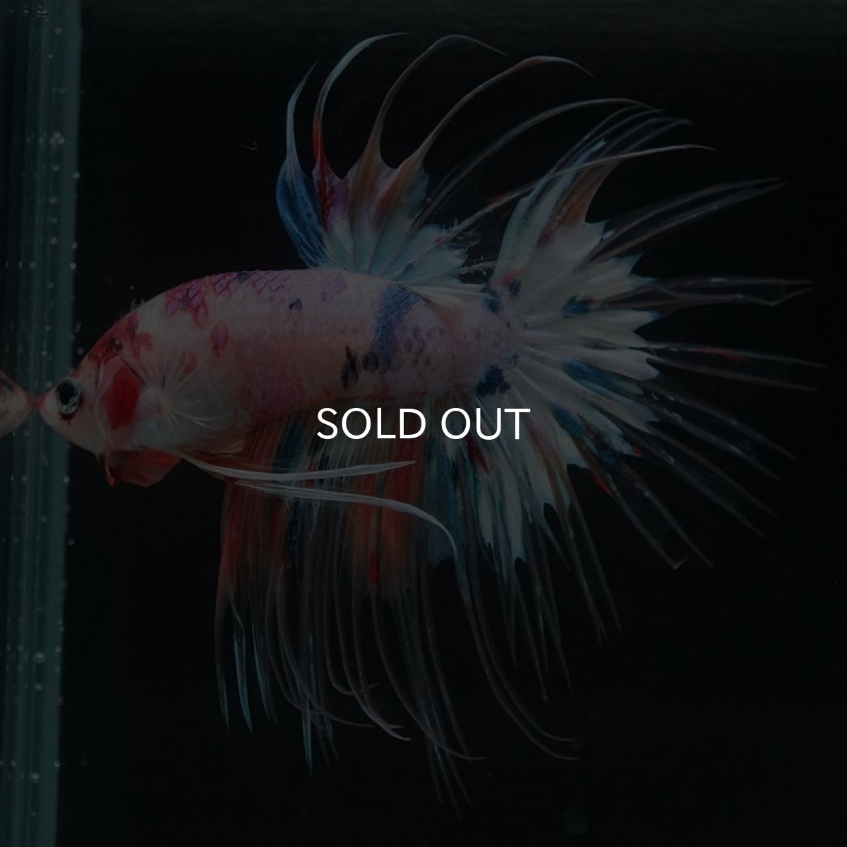 画像6: CT キャンディレインボー (6)